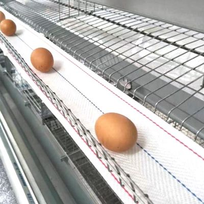주문 가금류 사육장에서 앤일이트 뜨겁 판매 계란 수집 벨트 online manufacture
