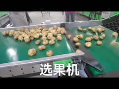 열매 남새 그레이더를 특화하세요